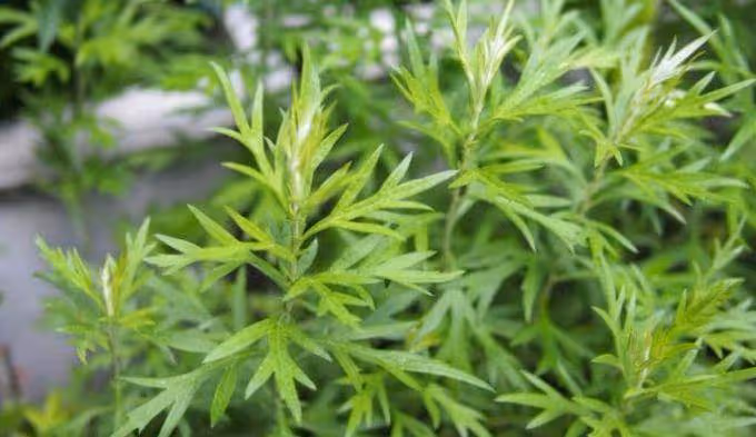 老外評選無法下嘴的中國菜，魚腥草上榜，第3種他們怕吃了沒命