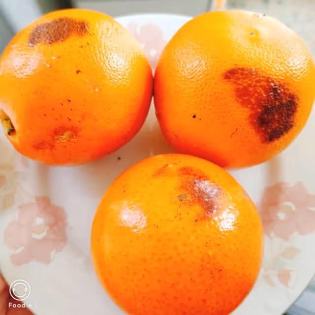 烤橙子