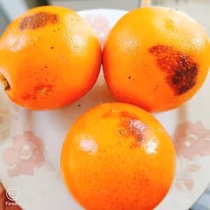 烤橙子