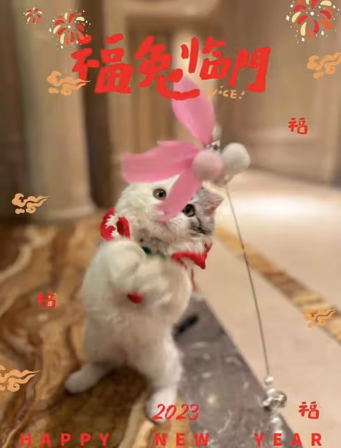 王寶強前妻馬蓉罕見更動態，曬年夜飯過春節，離婚分錢後生活愜意