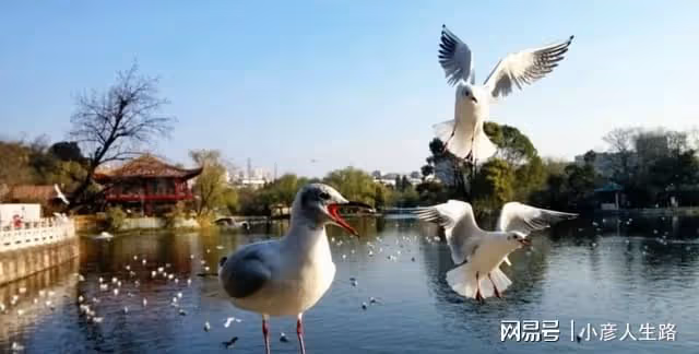 該城市為何能評為「養老第一名」?景美,消費低,生活資源也豐富