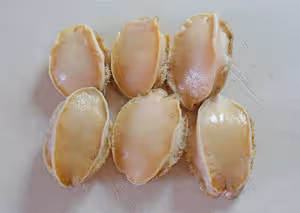 ⭐白灼鮑魚⭐