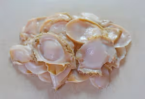 ⭐白灼鮑魚⭐