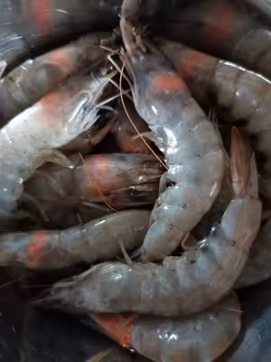宅在家裡做美食之~燈籠蝦