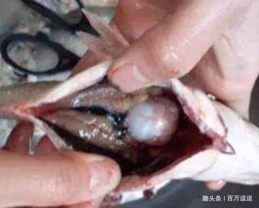 美味也能害人，3種肉不要再吃了，一口老10歲，別再白白花錢了
