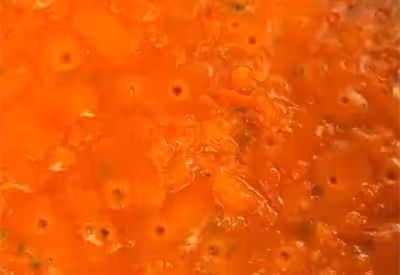 老馬美食日記,酸辣濃香家常菜,暖身開胃下飯在家享受完美慢生活