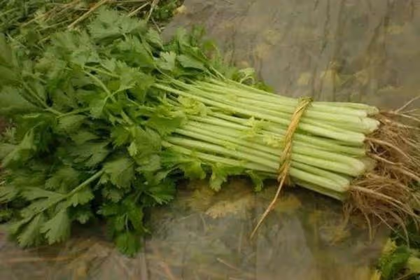 芹菜可是寶,養生離不了,只吃莖稈不吃「葉」,營養全跑了!