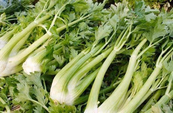 芹菜可是寶,養生離不了,只吃莖稈不吃「葉」,營養全跑了!