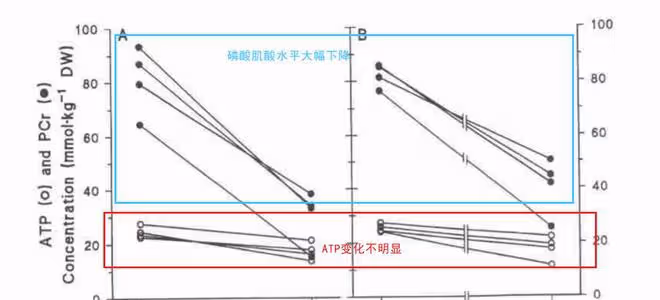 在健美式訓練中,肌肉的能量是怎麼供應的?