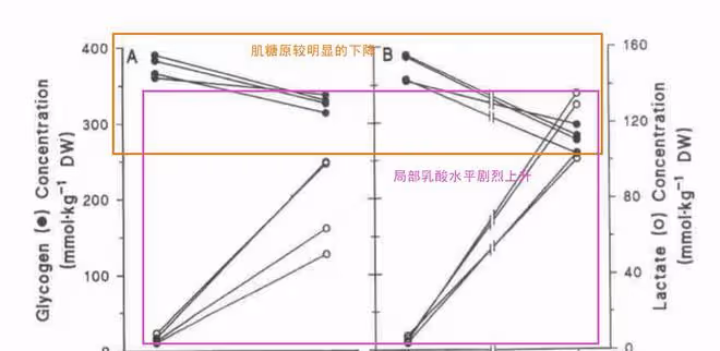 在健美式訓練中,肌肉的能量是怎麼供應的?