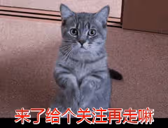 美短還是狸花貓?不要被騙了,5個方面就可以區分開來