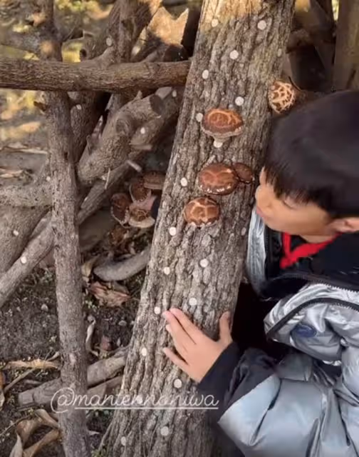 洪金寶前妻與兒孫在日本過年!吃魚生采蘑菇很愜意,穿紅衣精神好