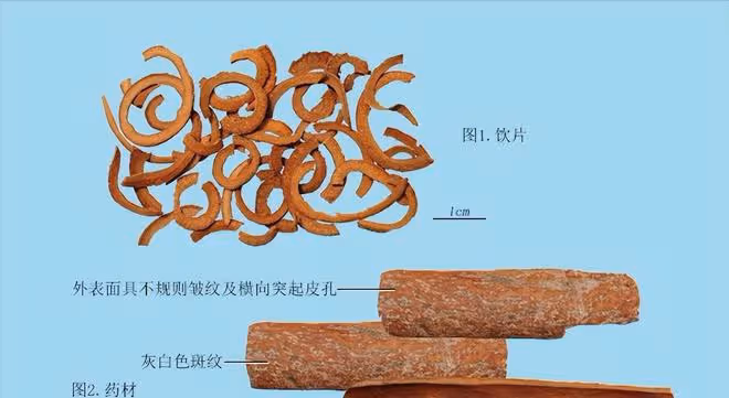 肉桂和桂枝,是燉肉必備調料,更是溫通經脈、散寒止痛的中藥
