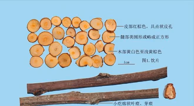 肉桂和桂枝,是燉肉必備調料,更是溫通經脈、散寒止痛的中藥