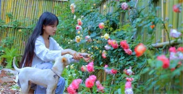 李子柒的廚房髒嗎?為什麼有網友說李子柒的農村廚房太髒了?