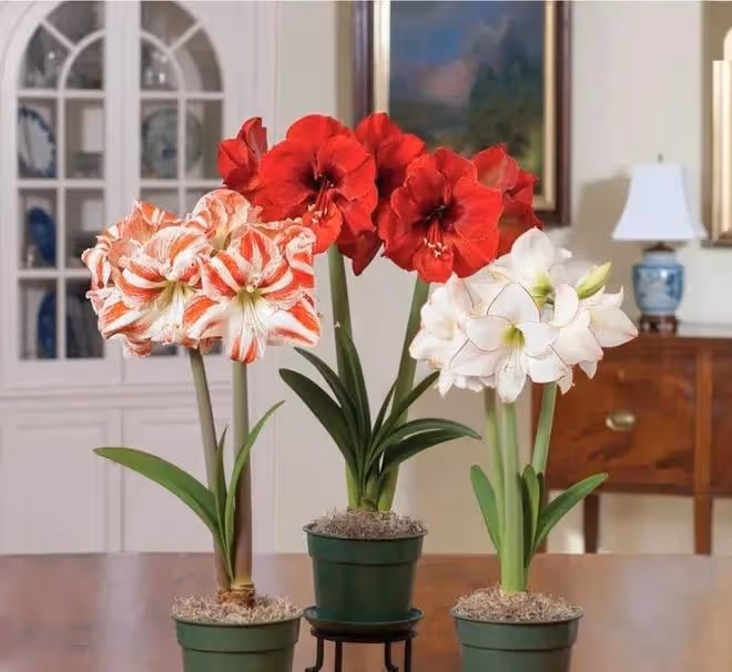 3種「洋氣花」,個個開花豐富多彩,客廳養一盆,奼紫嫣紅喜迎春