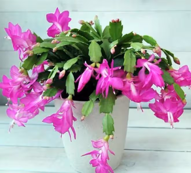 3種「洋氣花」,個個開花豐富多彩,客廳養一盆,奼紫嫣紅喜迎春
