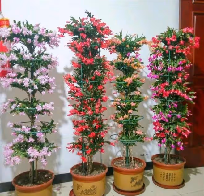3種「洋氣花」,個個開花豐富多彩,客廳養一盆,奼紫嫣紅喜迎春