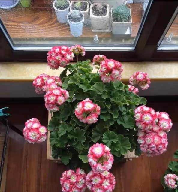 3種「洋氣花」,個個開花豐富多彩,客廳養一盆,奼紫嫣紅喜迎春
