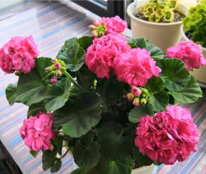 3種「洋氣花」,個個開花豐富多彩,客廳養一盆,奼紫嫣紅喜迎春