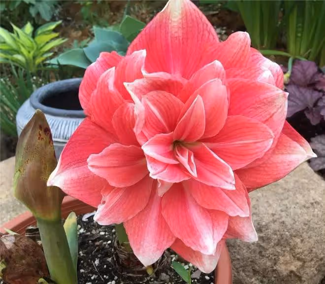 3種「洋氣花」,個個開花豐富多彩,客廳養一盆,奼紫嫣紅喜迎春