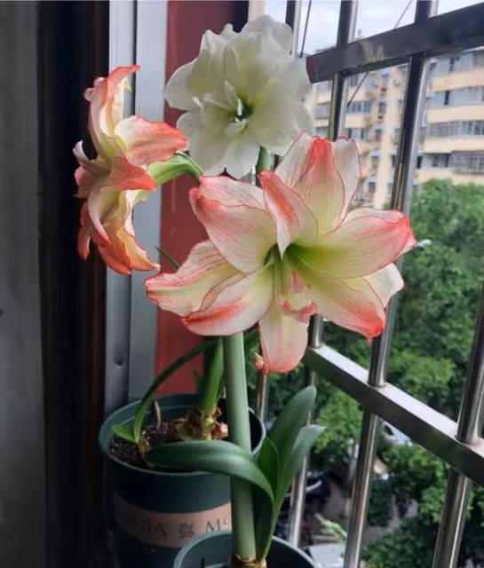 3種「洋氣花」,個個開花豐富多彩,客廳養一盆,奼紫嫣紅喜迎春