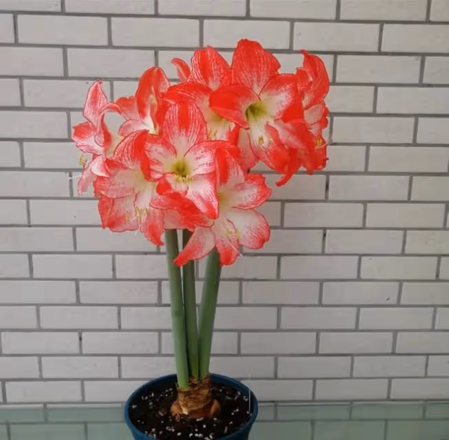 3種「洋氣花」,個個開花豐富多彩,客廳養一盆,奼紫嫣紅喜迎春