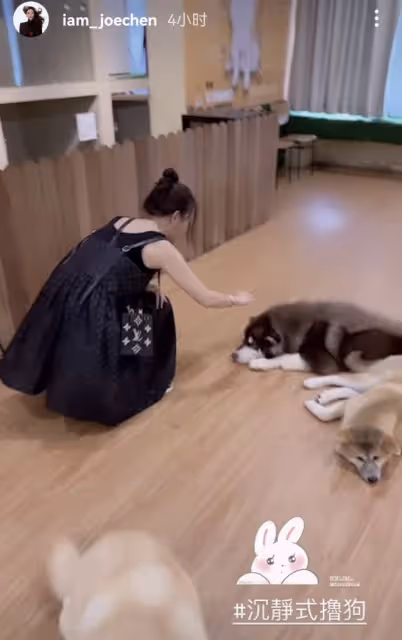 陳喬恩回馬來西亞看望公婆,春節和丈夫一起擼狗,合影像一家六口