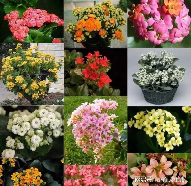 長壽花怎麼養才能花開更久,花後怎麼促進再開花?