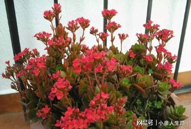 長壽花怎麼養才能花開更久,花後怎麼促進再開花?