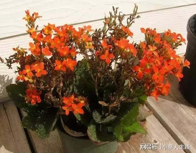 長壽花怎麼養才能花開更久,花後怎麼促進再開花?