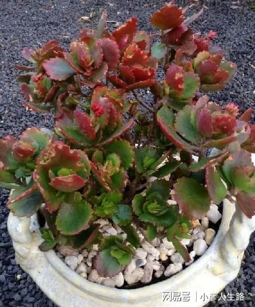 長壽花怎麼養才能花開更久,花後怎麼促進再開花?