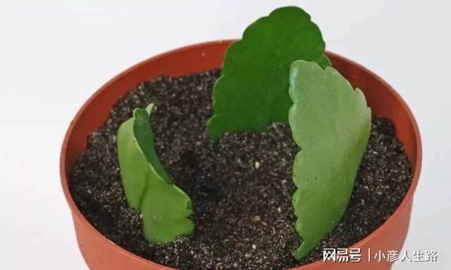 長壽花怎麼養才能花開更久,花後怎麼促進再開花?