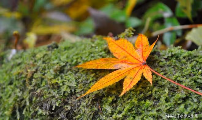 人活到極致，是「不要臉」（深刻）