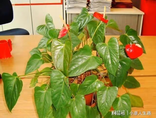可以花開幾個多月的室內盆栽植物，朋友都以為是假花
