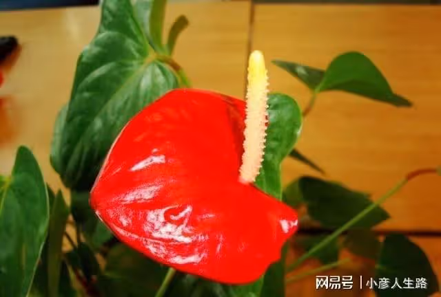 可以花開幾個多月的室內盆栽植物，朋友都以為是假花