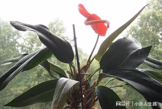 可以花開幾個多月的室內盆栽植物，朋友都以為是假花