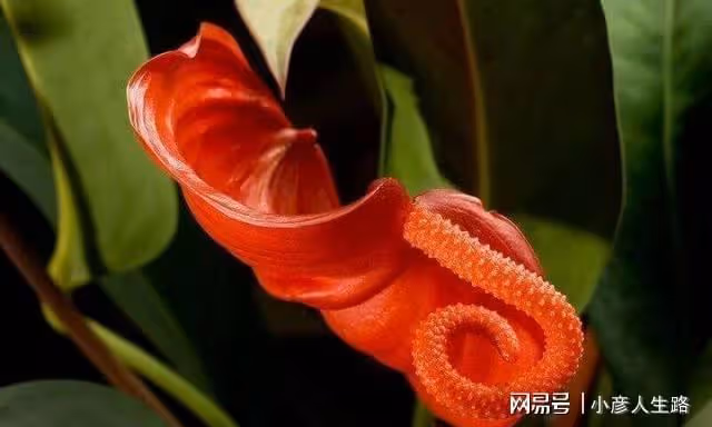 可以花開幾個多月的室內盆栽植物，朋友都以為是假花