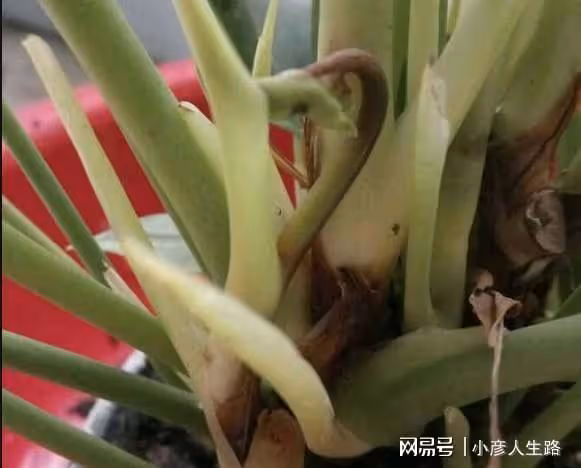 可以花開幾個多月的室內盆栽植物，朋友都以為是假花