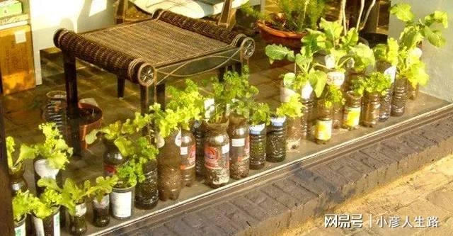 廚房切下來的菜頭放水裡就能長成盆栽,給一點光還能開出燦爛的花