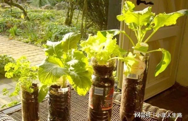 廚房切下來的菜頭放水裡就能長成盆栽,給一點光還能開出燦爛的花