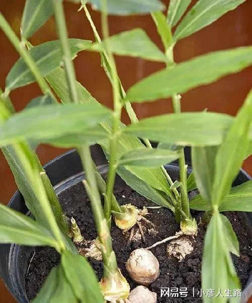廚房切下來的菜頭放水裡就能長成盆栽,給一點光還能開出燦爛的花
