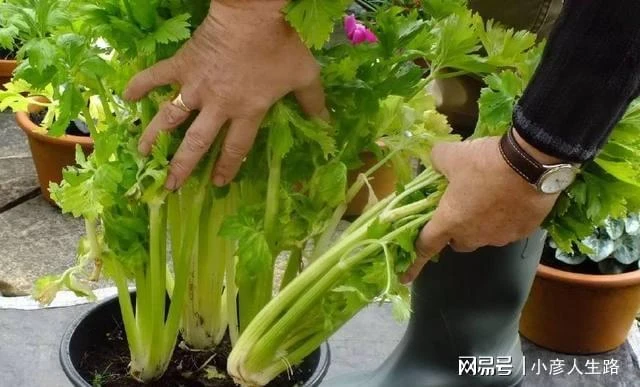 廚房切下來的菜頭放水裡就能長成盆栽,給一點光還能開出燦爛的花