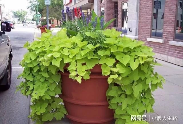 廚房切下來的菜頭放水裡就能長成盆栽,給一點光還能開出燦爛的花
