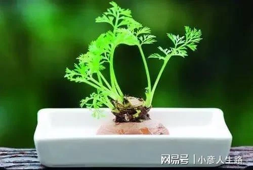 廚房切下來的菜頭放水裡就能長成盆栽,給一點光還能開出燦爛的花