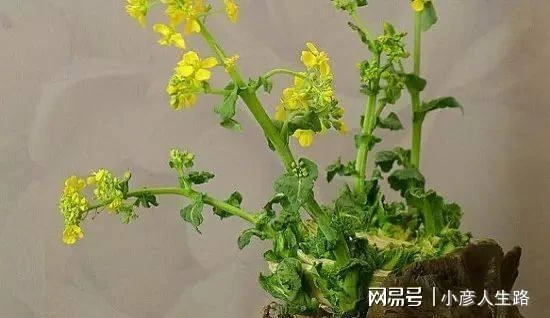 廚房切下來的菜頭放水裡就能長成盆栽,給一點光還能開出燦爛的花
