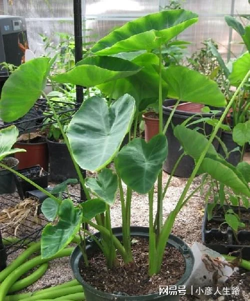廚房切下來的菜頭放水裡就能長成盆栽,給一點光還能開出燦爛的花