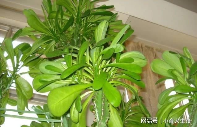 家裡有這些植物就要小心,朋友都想將它們扔掉了