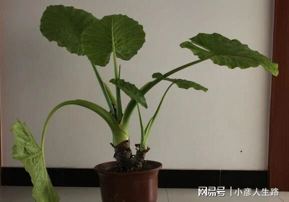 家裡有這些植物就要小心,朋友都想將它們扔掉了