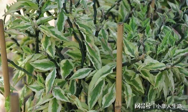 家裡有這些植物就要小心,朋友都想將它們扔掉了